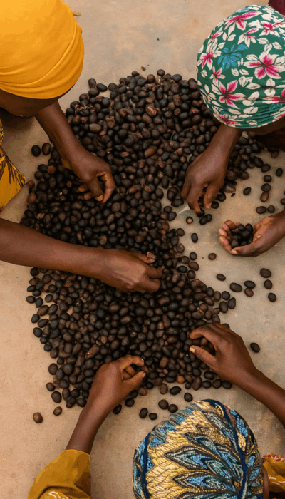 Collecte-amandes Collecte-amandes